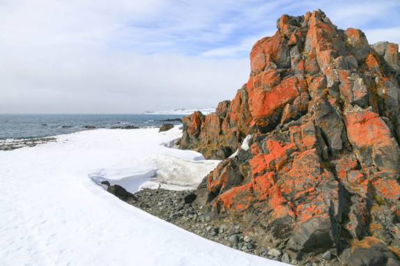 Ao invés do verde, o laranja! Pedra coberta por fungos em Turret Point, em King George Island, na Antártida (foto de Steve Denver)